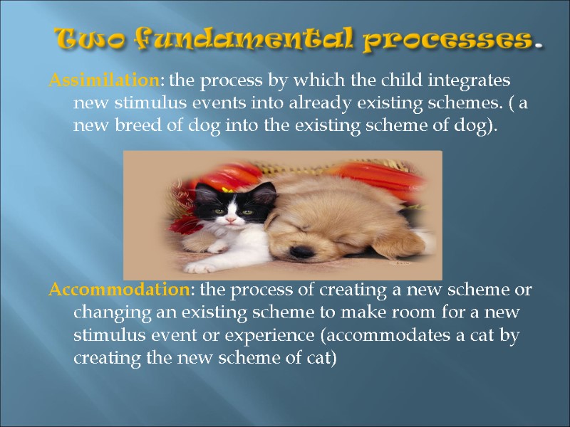 Two fundamental processes. Assimilation: the process by which the child integrates new stimulus events
